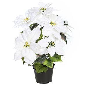 POINSETTIA PASCUERO X7 CON MACETA 45CM