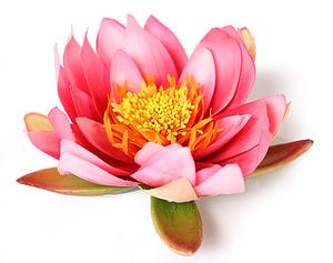 LOTUS FLOTANTE ø 15CM