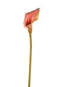 CALLA LILY, VARA 70 CM