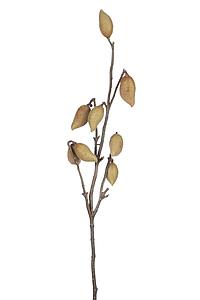 RAMA FRUTA EXÓTICA, 103CM 