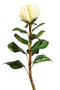 VARA DE PROTEA ARTIFICIAL, 70 CM