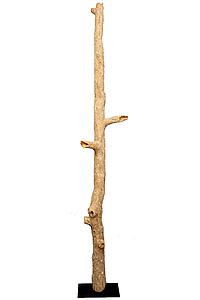 PALO FOSIL 228,5 CM