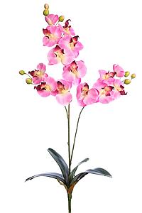 ORQUIDEA FALENOSIS, 56 CM