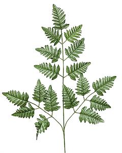 VARA HELECHO ARTIFICIAL 67CM