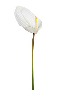 VARA ANTURIUM ARTIFICIAL 75 CM 