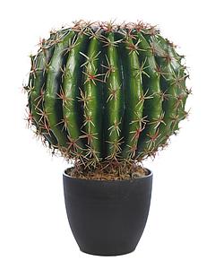 CACTUS BARRIL EN MACETA 35CM