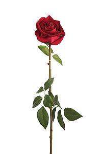 ROSA TERCIOPELO 78CM 