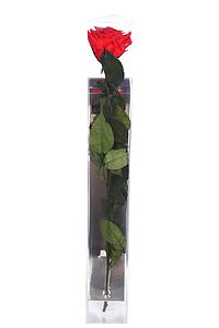 ESTUCHE ROSA NATURAL ETERNA PRESERVADA 55CM 