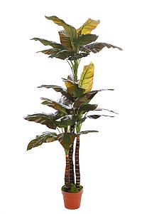 PLANTA CORDYLINE CON MACETA, 150CM