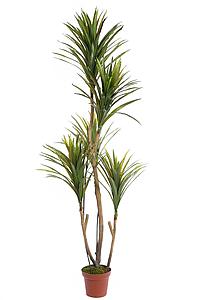YUCA ARTIFICIAL EN MACETA 185CM