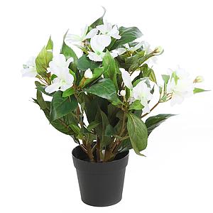 PLANTA IMPATIENTS EN MACETA 30CM