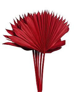 PALM SUN SPEAR X6  45CM 