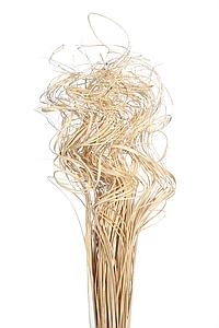 CURLY TING TING POMO, 70 CM