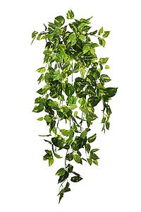 POTHO COLGANTE 80CM