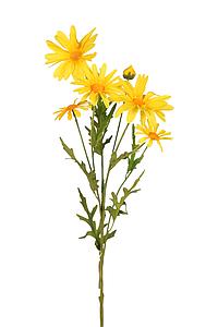 VARA MARGARITA ARTIFICIAL 65 CM