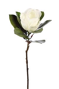 RAMA MAGNOLIA 70CM