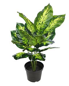 PLANTA CON MACETA DIEFFENBACHIA 40CM 