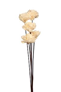 SOLA DAHLIA X5, 70 CM