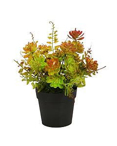 MATA CRASAS Y HELECHO CON MACETA, 25 CM