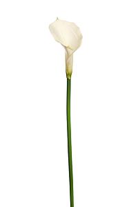 FLOR DE CALA ARTIFICIAL 70CM