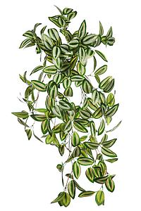 PLANTA COLGANTE TRADESCANTIA 50CM