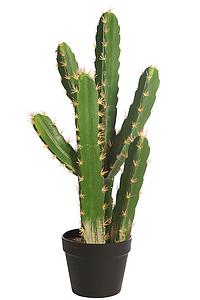 CACTUS SAN PEDRO EN MACETA 68CM