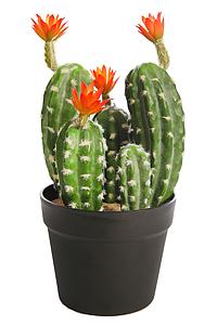 CACTUS SAGUARO CON FLOR EN MACETA 35CM