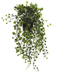 MACETA COLGANTE DICHONDRA VERDE 49CM