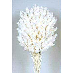 POMO PHALARIS 80CM