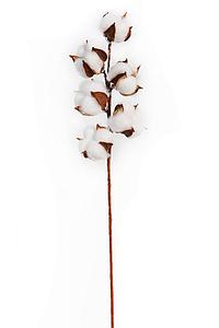 VARA ALGODON  54CM