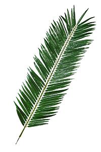 HOJA PALMERA 200CM