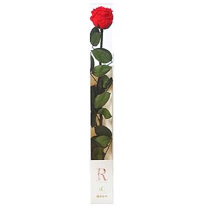 ROSA ETERNA PRESERVADA 55CM