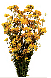 POMO LONAS 50CM