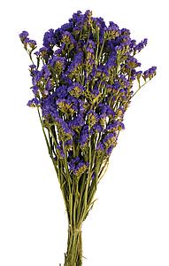 POMO STATICE 75CM