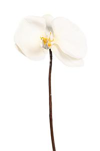 ORQUIDEA BLANCA 30CM